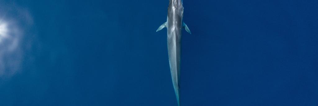 Fin whale (Balaenoptera physalus)