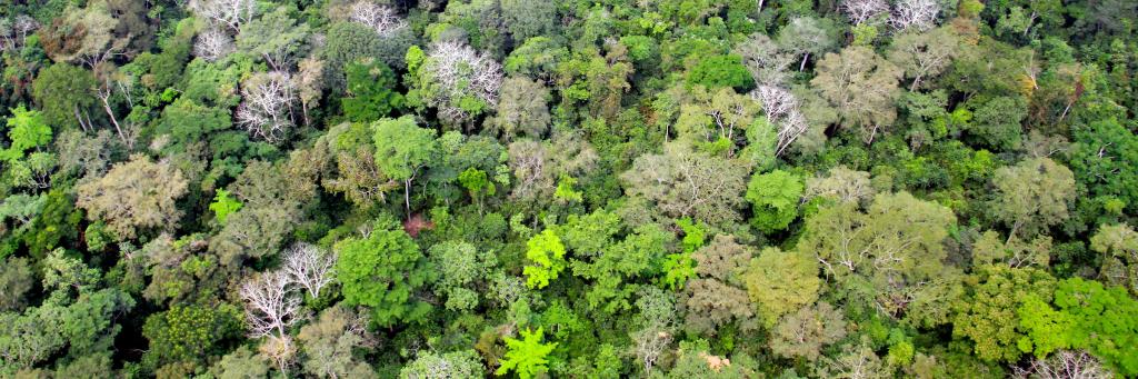 Aerial view of rainforest canopy, approaching Bayanga town, Central African Republic