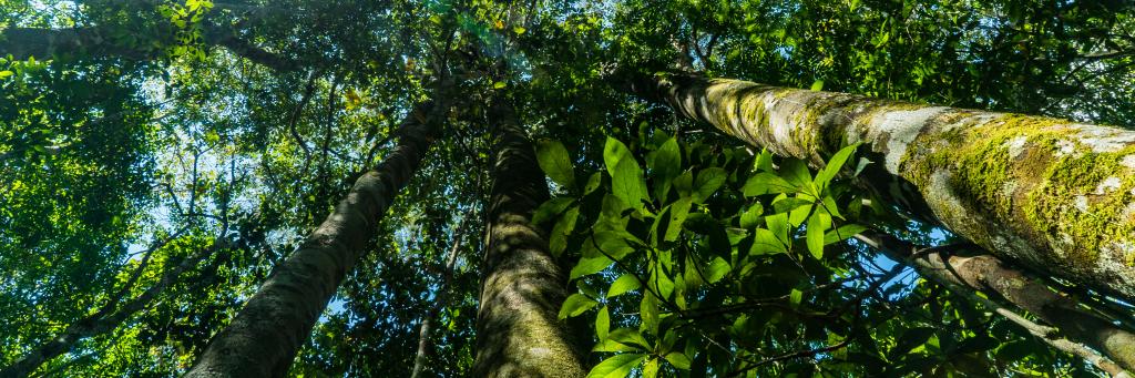 amazon forest