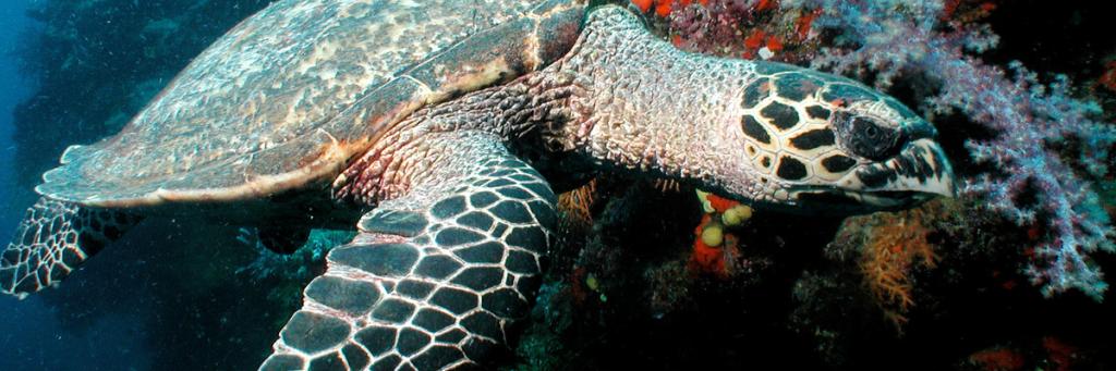 Eretmochelys imbricata, Hawksbill turtles live on coral reefs where their favourite food, sponges, are most plentiful. Fiji