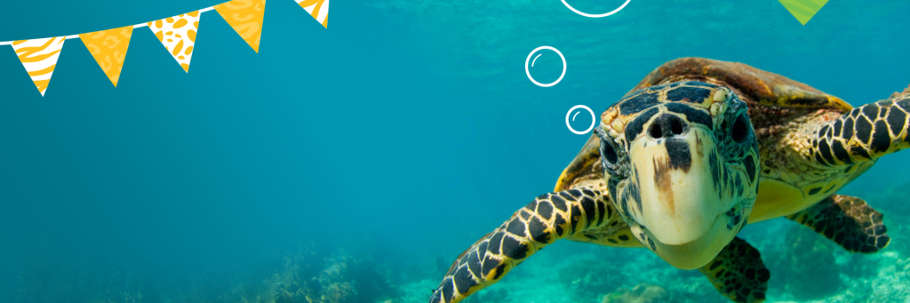 Zoom background of a turtle