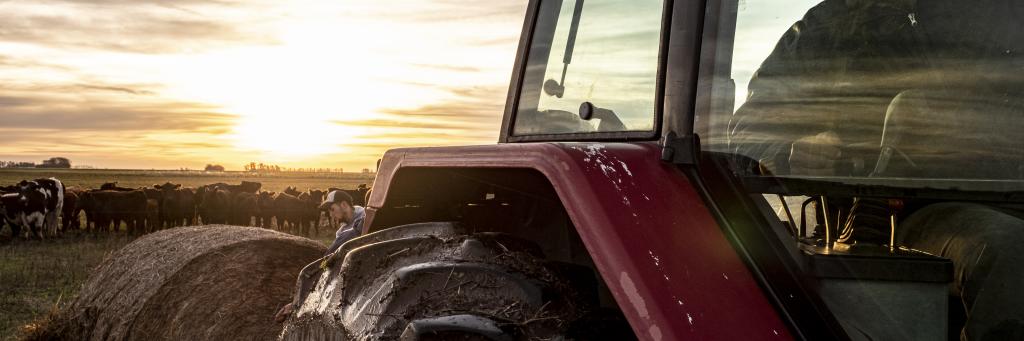 Cattle on the Miles family estate are managed using an approach called Voisin’s Rational System. 