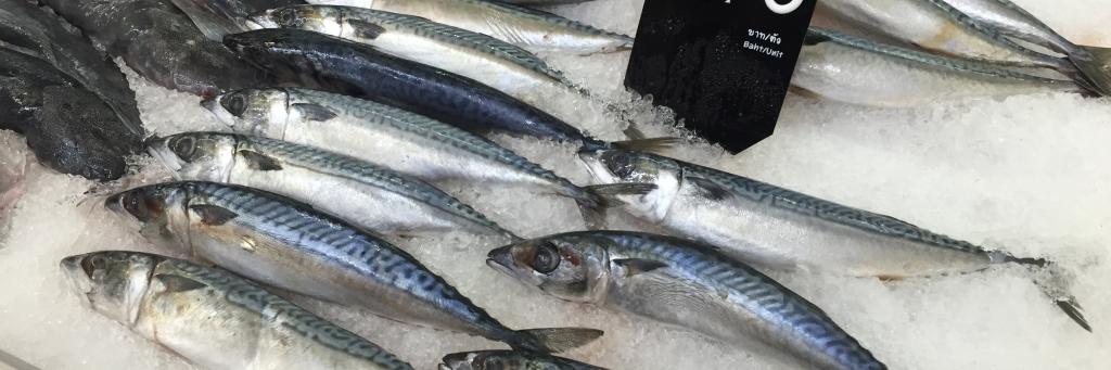 Atlantic Mackerel, Thailand