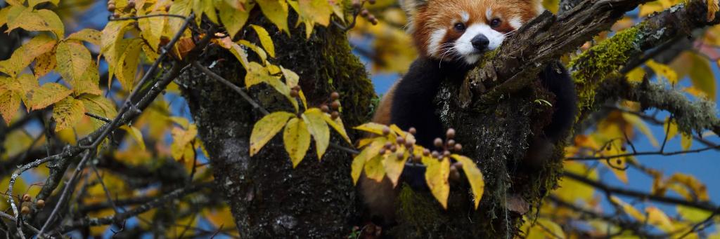 Red panda or Lesser panda (Ailurus fulgens) sitting ina tree
