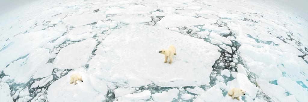 Polar Bears on Ice Sheet