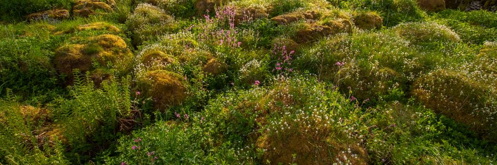 Where limestone pavement has been allowed to regenerate, plant life grows and the landscape in the Wild Ingleborough project site moves towards a wilder, more natural state.