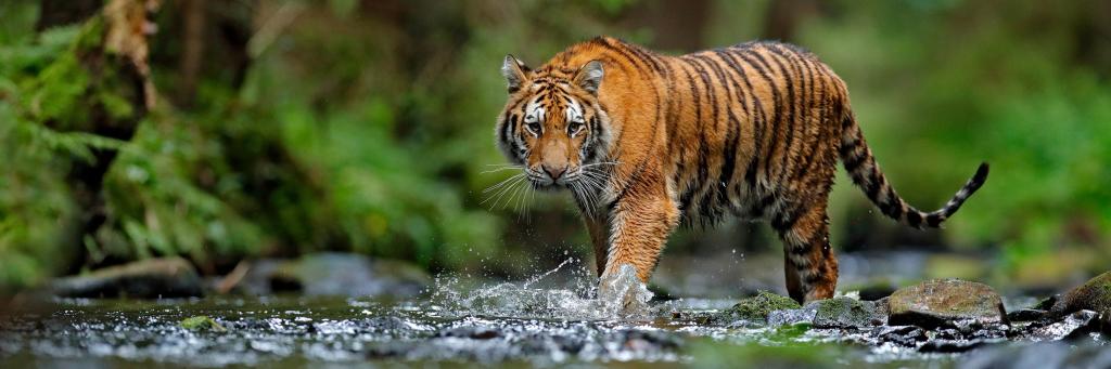Siberian Tiger, or Amur tiger, (Panthera tigris altaica) walking in the water in Russia. 