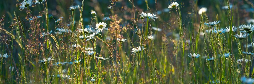Backlit wildflower meadow in the golden light