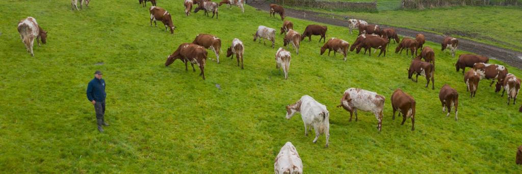 Strickley Farm in Kendal, South Cumbria, England practices regenerative dairy farming, where the cattle are fed on a pasture-based diet, soil health is promoted and habitats on the farms are enhanced and protected