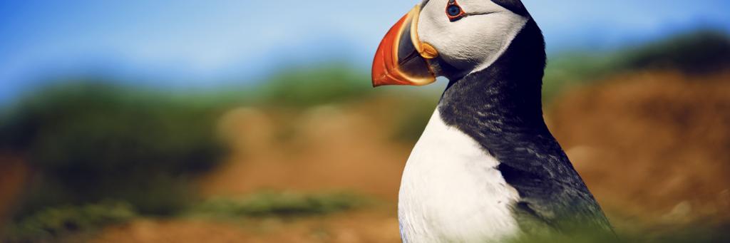 Wild Isles Puffin