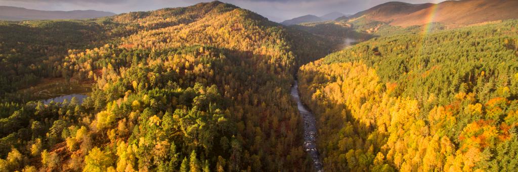 River Affric and autumnal pine and birch woodland, Glen Affric, Highland, Scotland, UK