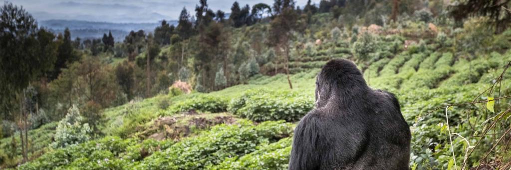 Mountain gorilla (Gorilla beringei beringei) silverback sitting on boundary wall between Volcanoes National Park and a Potato crop, looking into valley. Area to be restored to forest. Rwanda.