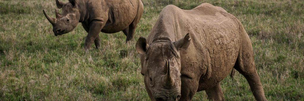 Two female eastern black rhinoceros
