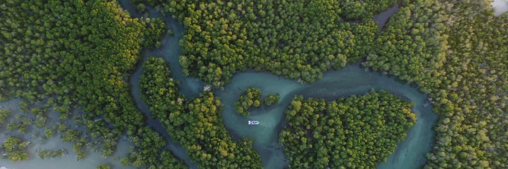 The coastal zone of the southern region of Toliara, Mangroves