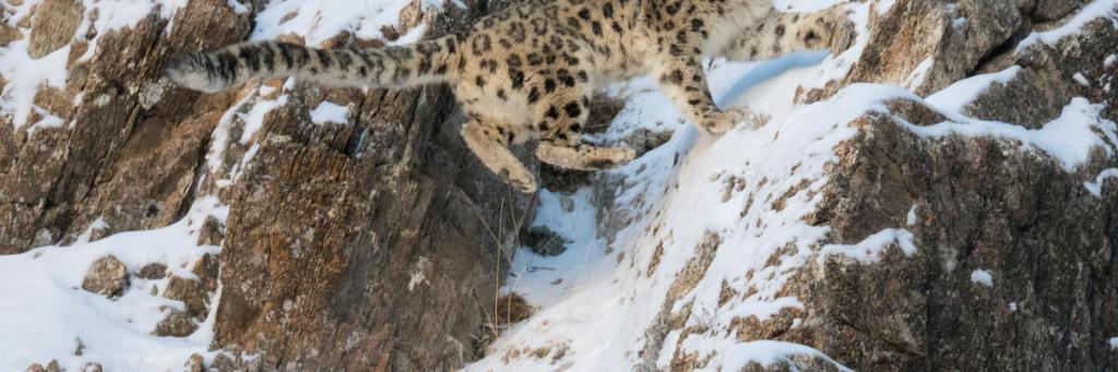 Snow Leopard pair on snow covered rocky slope Mongolia