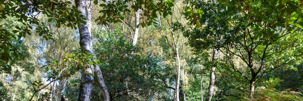 Woodland walk, Sherwood Forest, UK, Walk, October