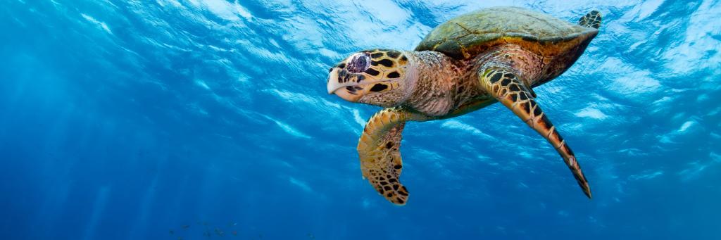 Hawksbill turtle