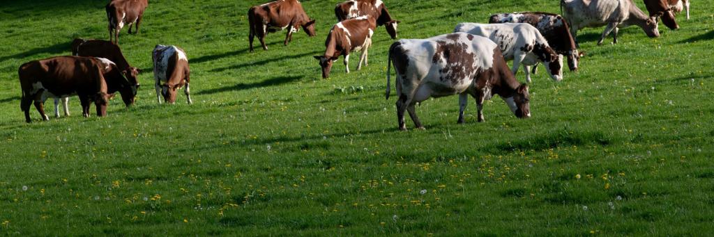 Strickley Farm in Kendal, South Cumbria, England practices regenerative dairy farming, where the cattle are fed on a pasture-based diet, soil health is promoted and habitats on the farms are enhanced and protected