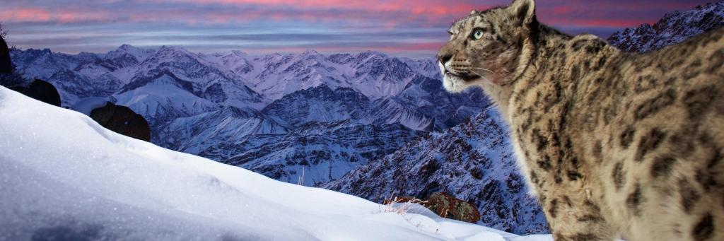 A wild snow leopard triggers a camera trap high up in the mountains of Ladakh in the Indian Himalayas. A stunning profile of the snow leopard in the foreground with mountains and orange sky in the background. The original image has been flipped horizontally.