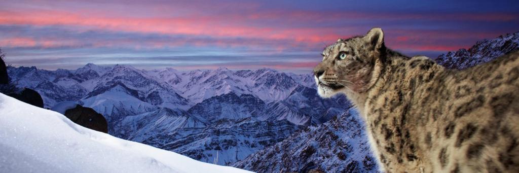 A wild snow leopard triggers a camera trap high up in the mountains of Ladakh in the Indian Himalayas. A stunning profile of the snow leopard in the foreground with mountains and orange sky in the background. The original image has been flipped horizontally.
