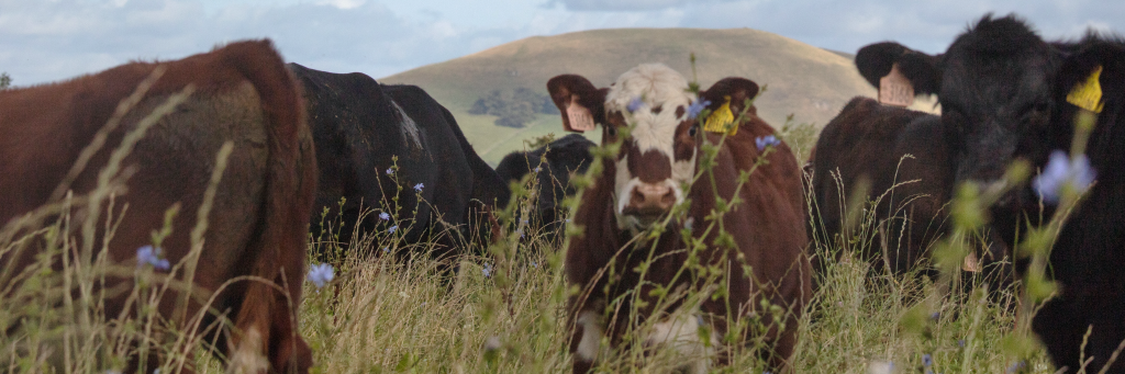 Cows on Whitriggs Farm, The Scottish Borders.