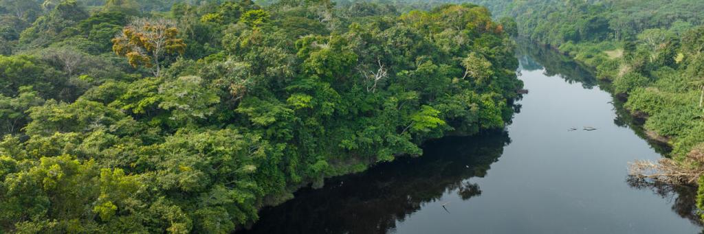 Aerial view. A river in a tropical rainforest.