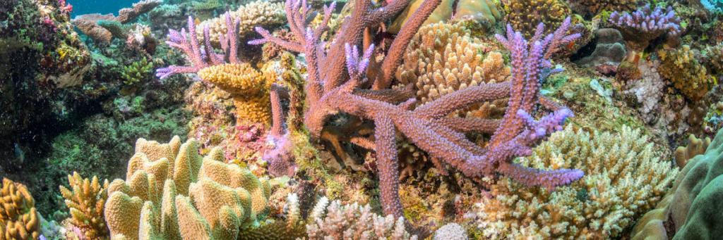 A shallow reef patch near Nacula Island with a diverse assembly of hard corals. Yasawa Island Group, Fiji