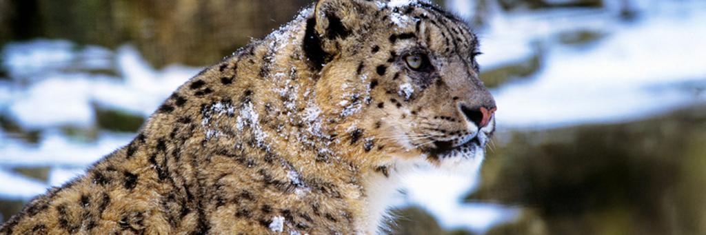Snow Leopards