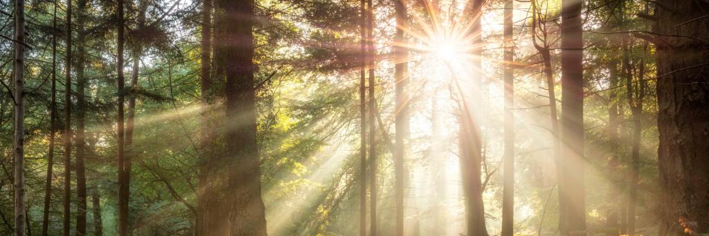 Sunlight breaking through trees in a forest