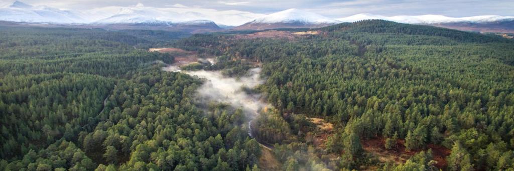 Aerial view above Abernethy pine forest with the Cairngorm mountain range behind. Cairngorms National Park, Scotland, UK