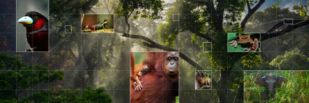 Forest image with species