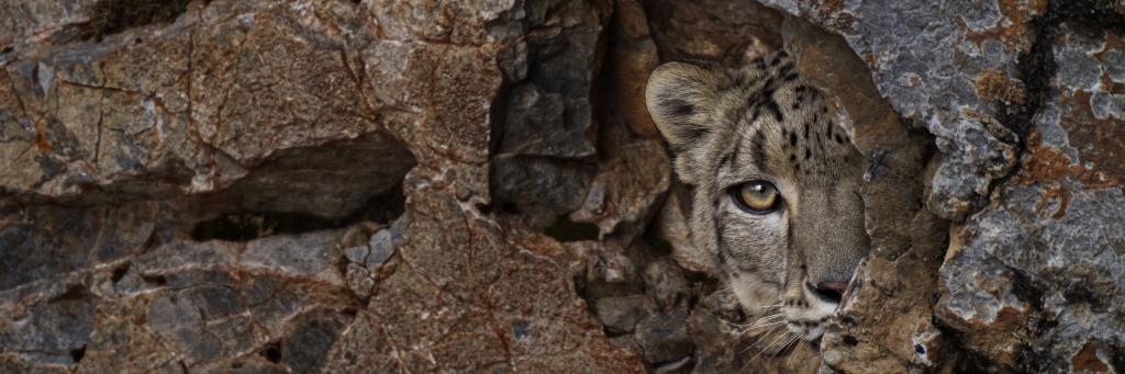 A wild snow leopard peers from behind a rock, in the Tibetan Plateau.