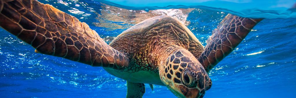 Turtle Desktop Wallpaper