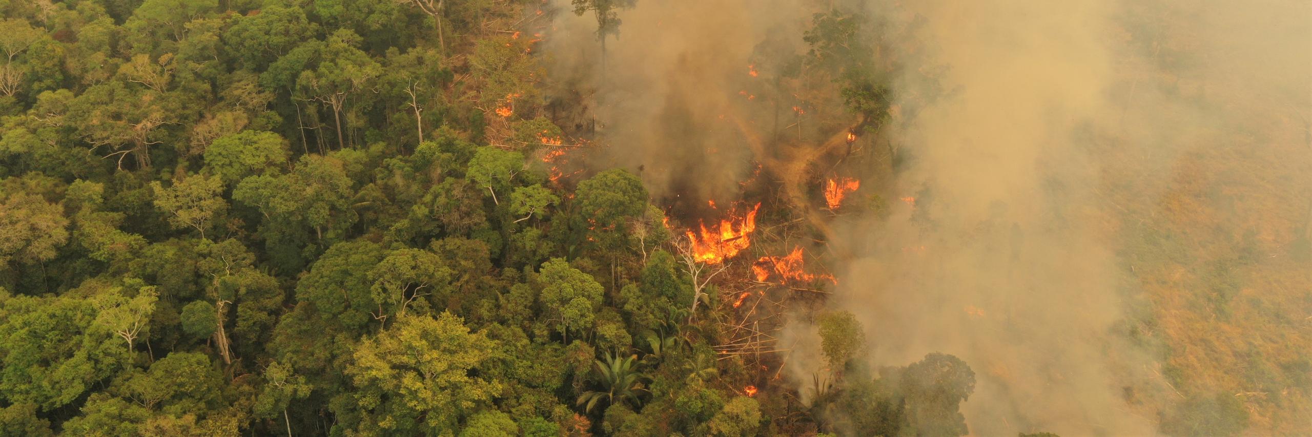 Forest surveillance - Innovation against deforestation | WWF