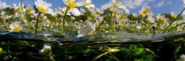 Spilt level landscape of the River Itchen, UK
