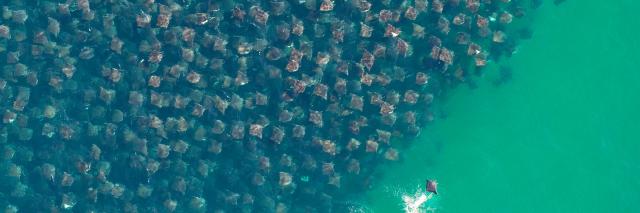 A huge group Eagle Rays in the Pacific Ocean