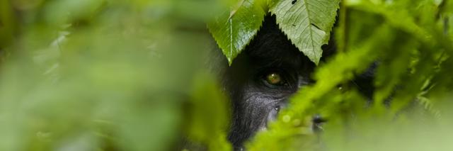 Gorilla hiding in the undergrowth