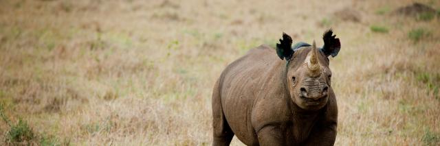 Black Rhino