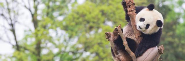 Young Panda in tree