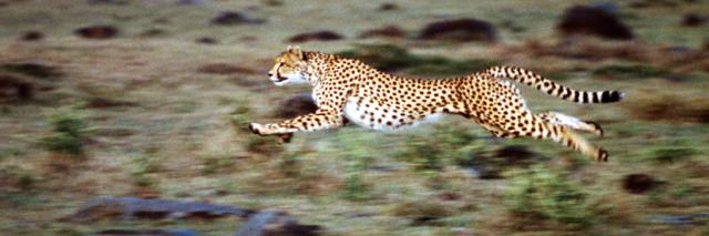 A cheetah running to catch its prey