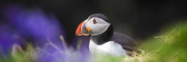 Puffin in grass with purple flowers out of focus