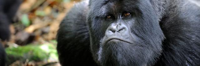 male silverback mountain gorilla (Gorilla gorilla beringei) looking curious, Volcanoes National Park, Rwanda, Africa