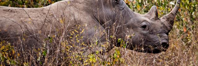 A white rhino in Nairobi National Park.