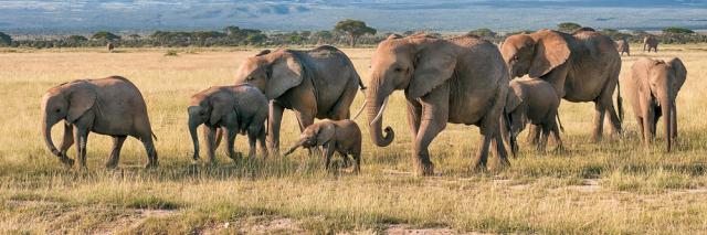 Herd of African bush elephants