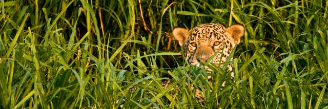Jaguar hiding in bushes