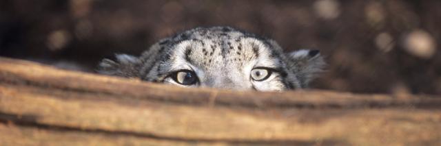 Snow leopard camouflage