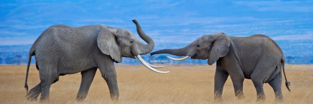 A pair of bull elephants