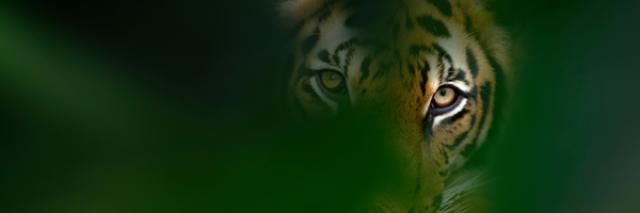 Tiger Member Calendar July