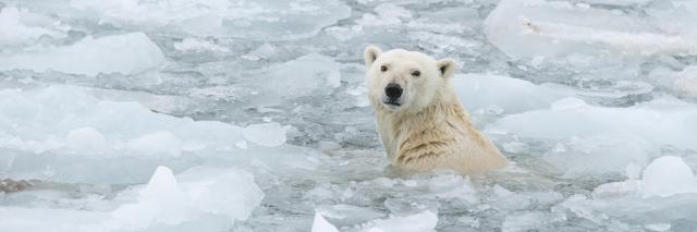 Polar bear (Ursus maritimus) swimming in ice floe. Svalbard, Norway.