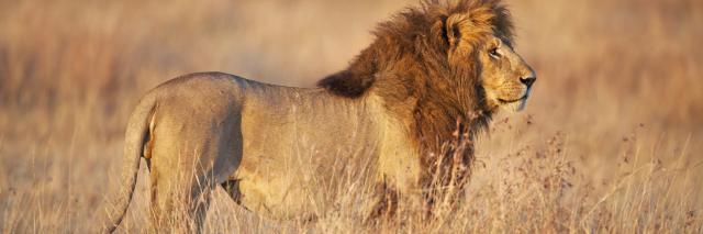 Male lion, Mara plains, Kenya